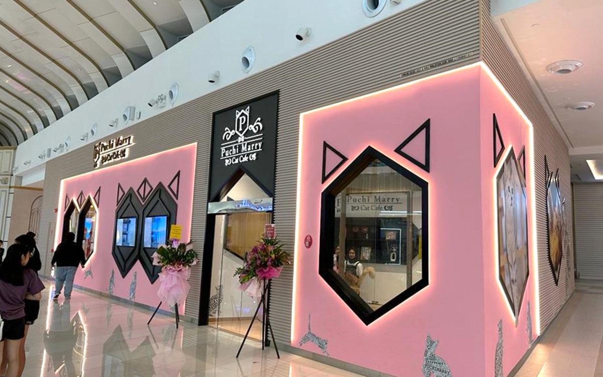 CAT CAFE PUCHI MARRY CAT CAFE PUCHI MARRY